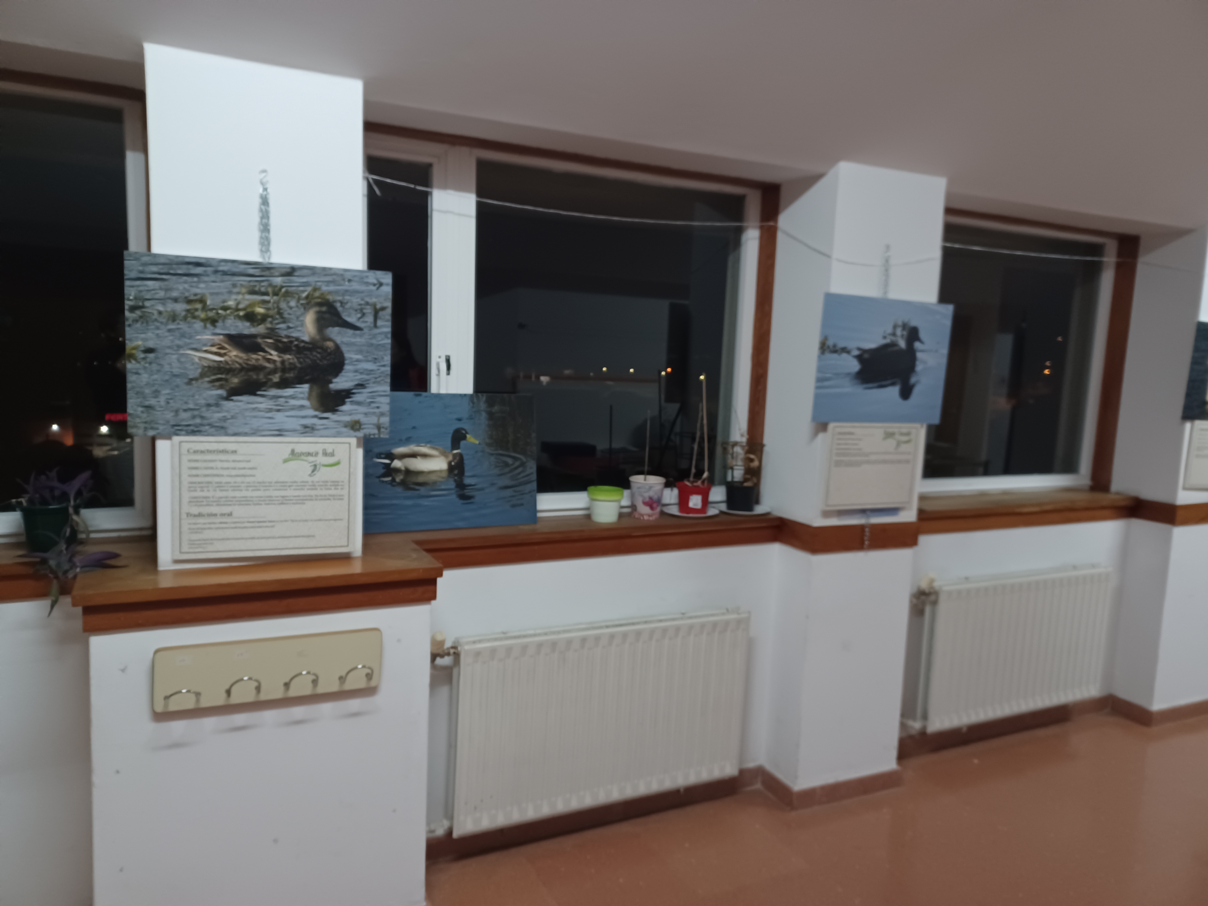 A NOSA EXPOSICIÓN SOBRE AVES VIAXA ATA O CEIP DE ANDRADE