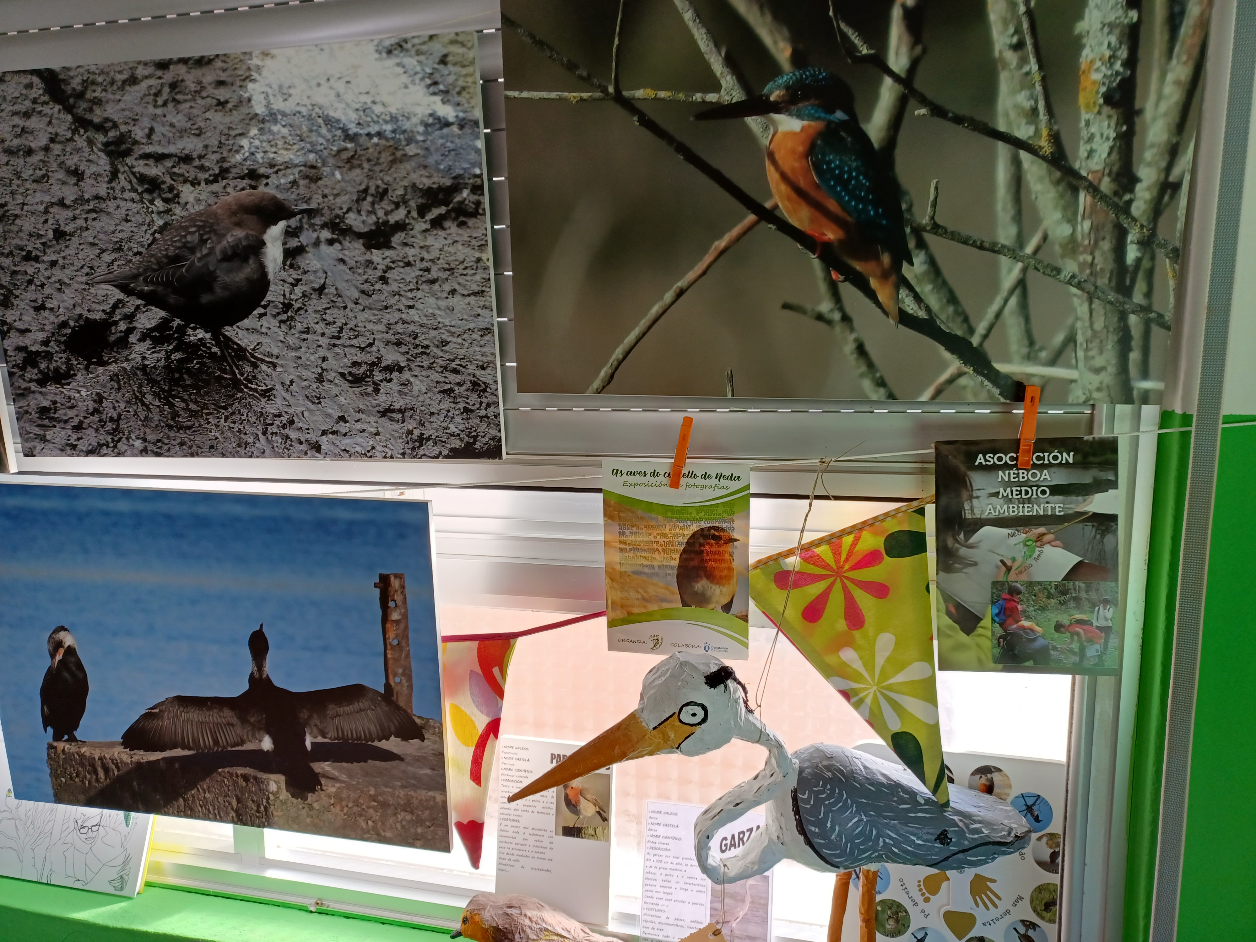 A NOSA EXPOSICIÓN DE AVES VIAXA AO COLE DE ATIOS