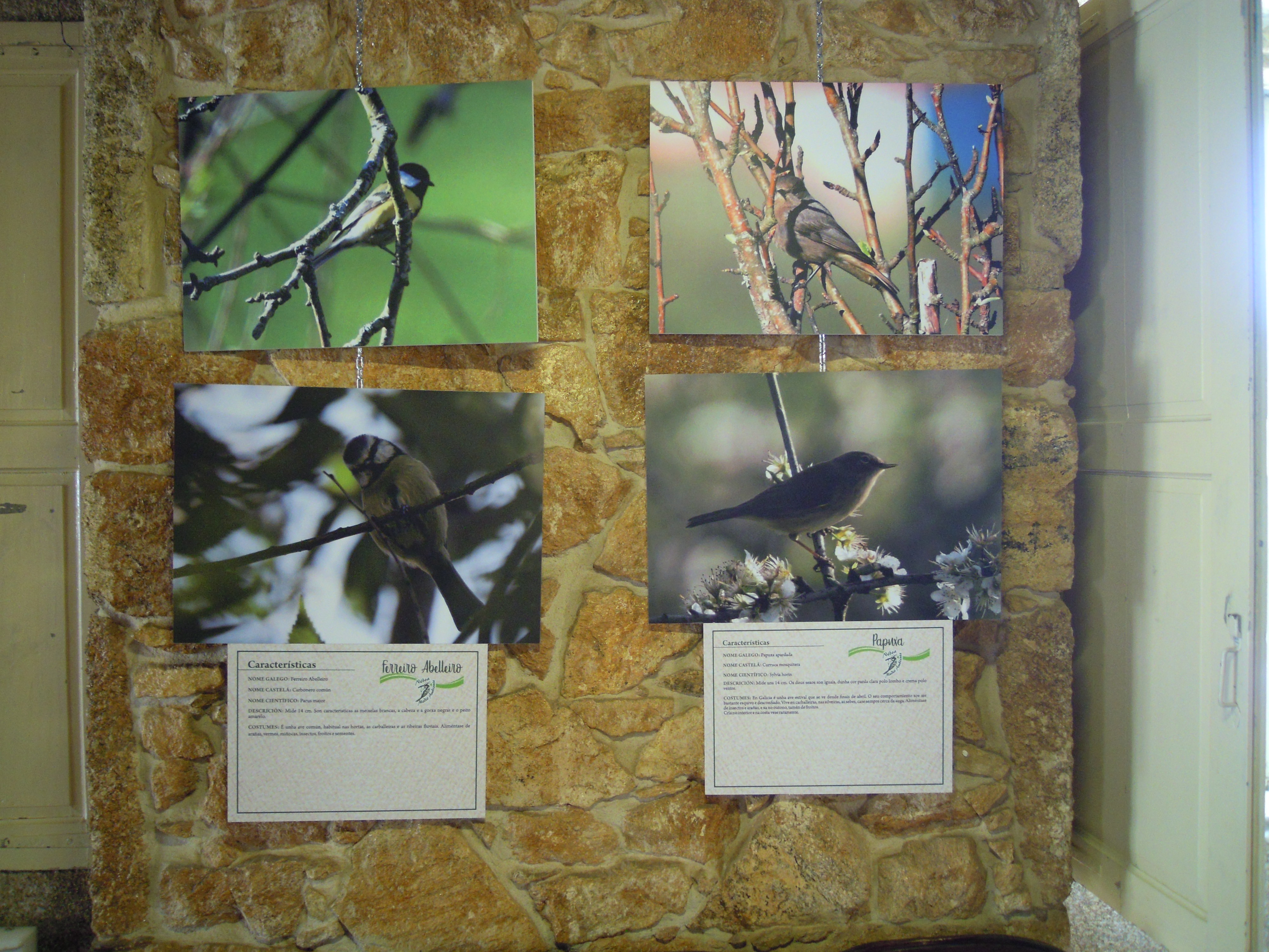 PRESENTACIÓN DA EXPOSICIÓN DE AVES DO CONCELLO DE NEDA