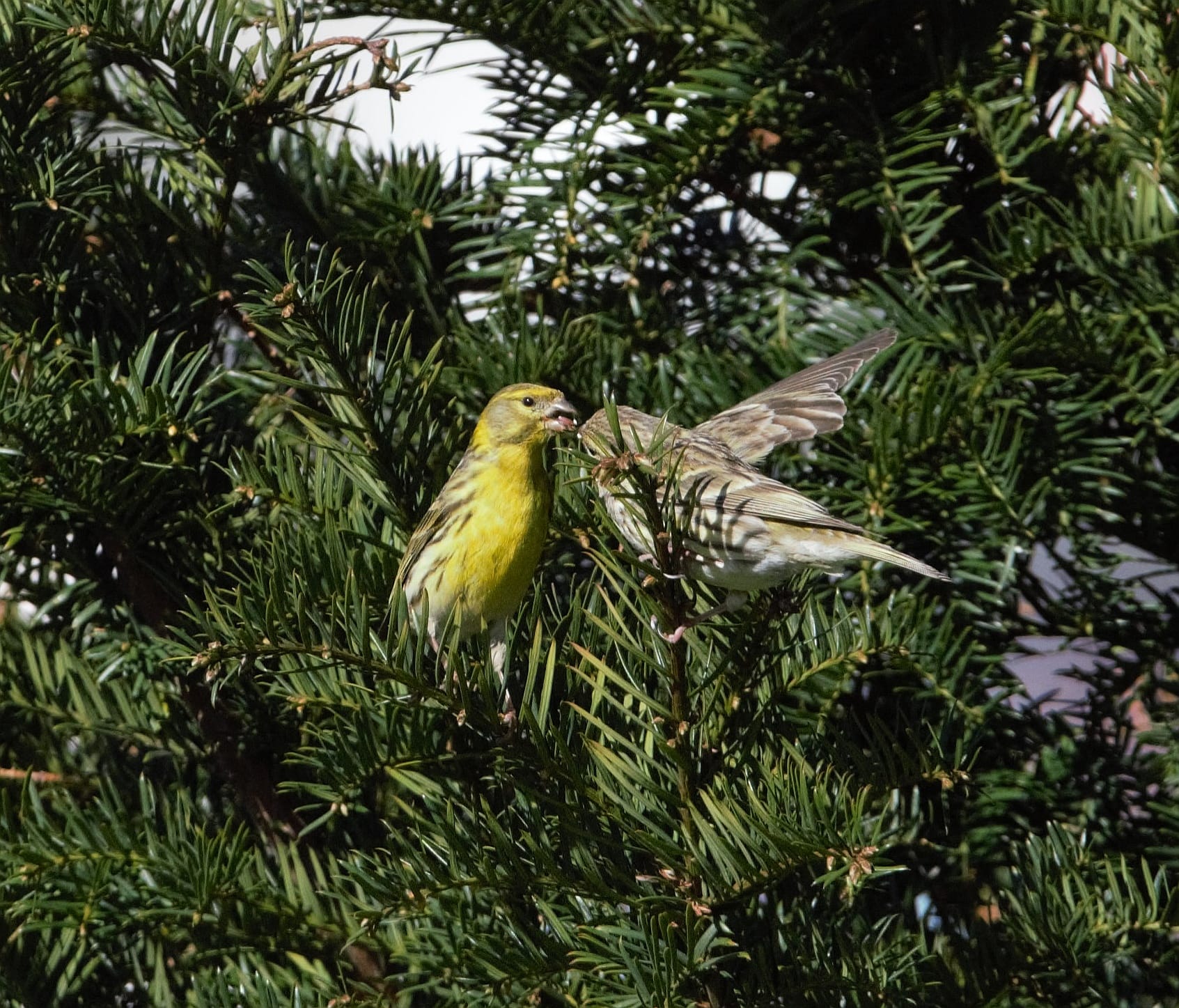 HOXE…FOTOS DENDE A FIESTRA DE SIMÓN