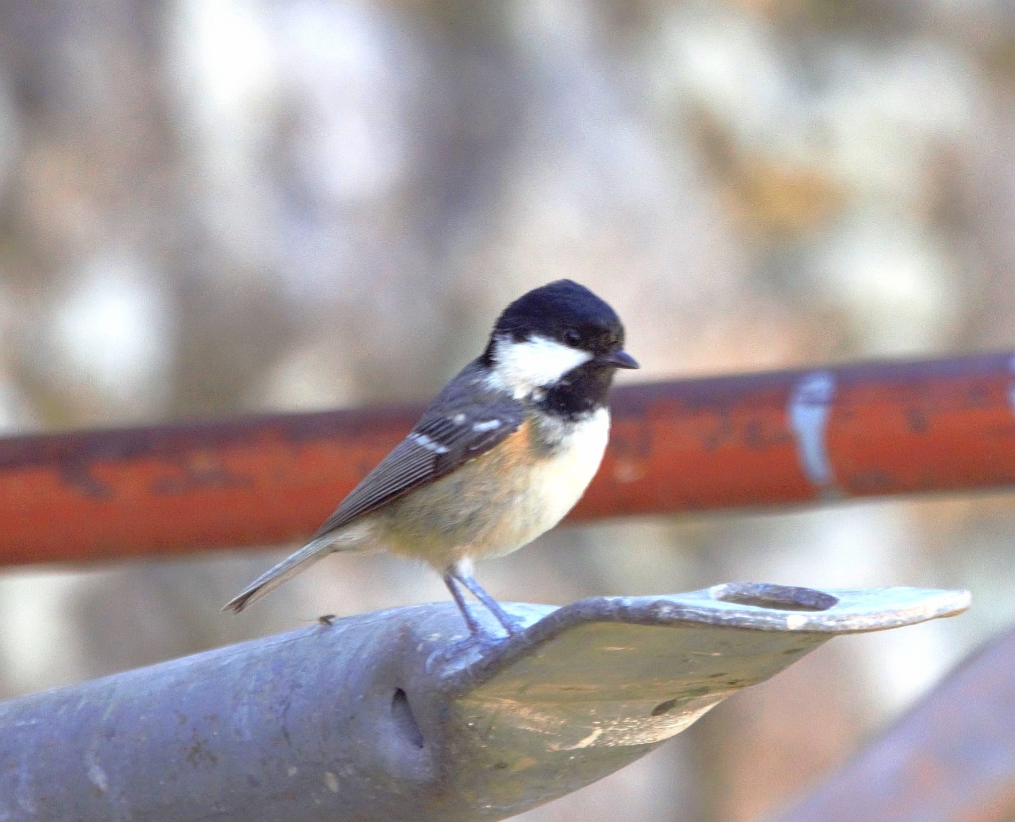 MÁIS FOTOS DE SIMÓN
