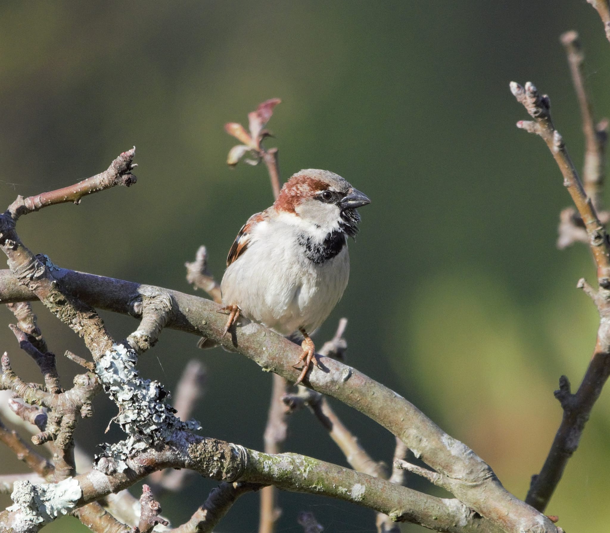 ÁNIMO E PAXARIÑOS PARA TODOS NESTES DÍAS DE OBRIGADO PECHE