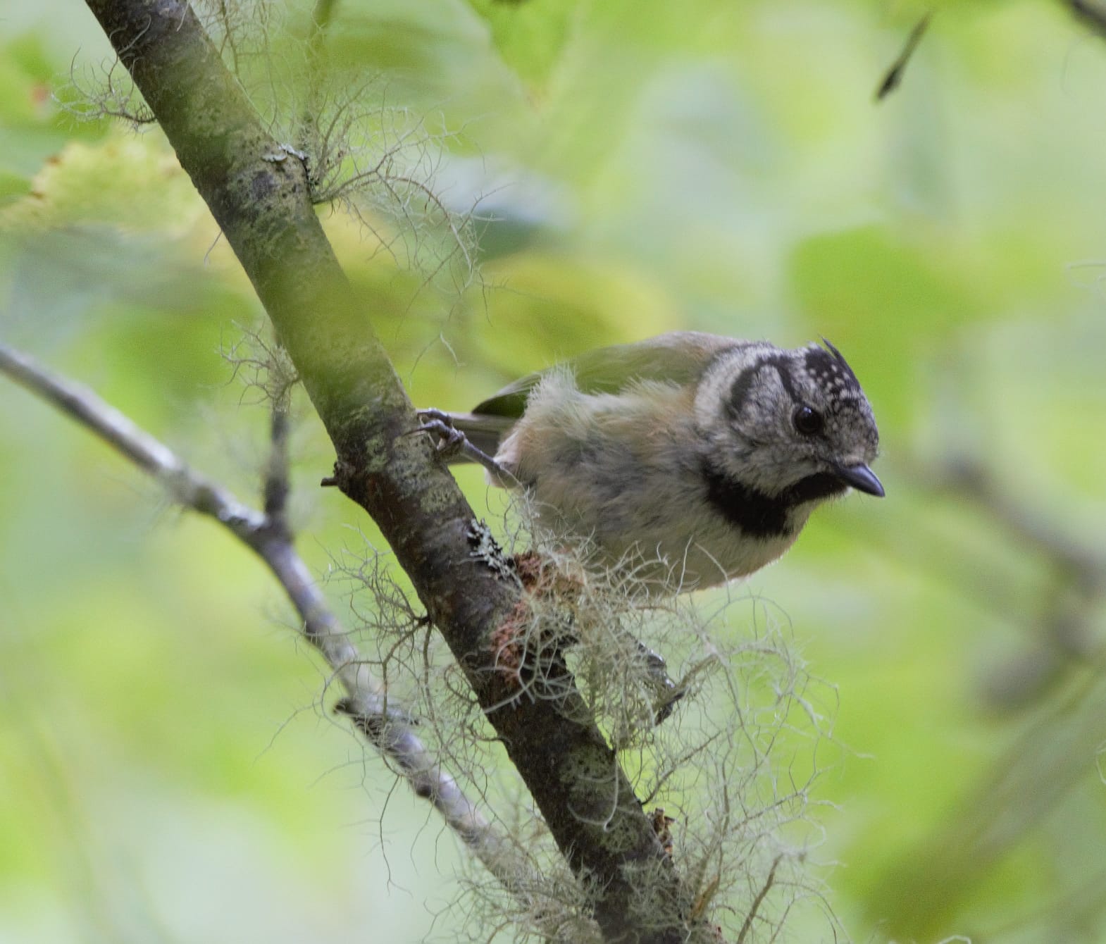 Paxariños de Vilarbó