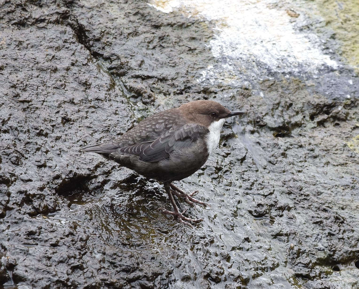 ALGUNHAS FOTOS DA SAÍDA POLO RÍO XUBIA