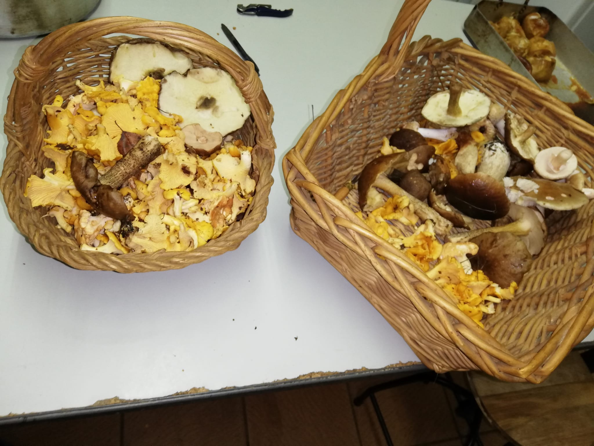 PAXAROS E COGUMELOS… UNHA PONTE BEN NATURAL