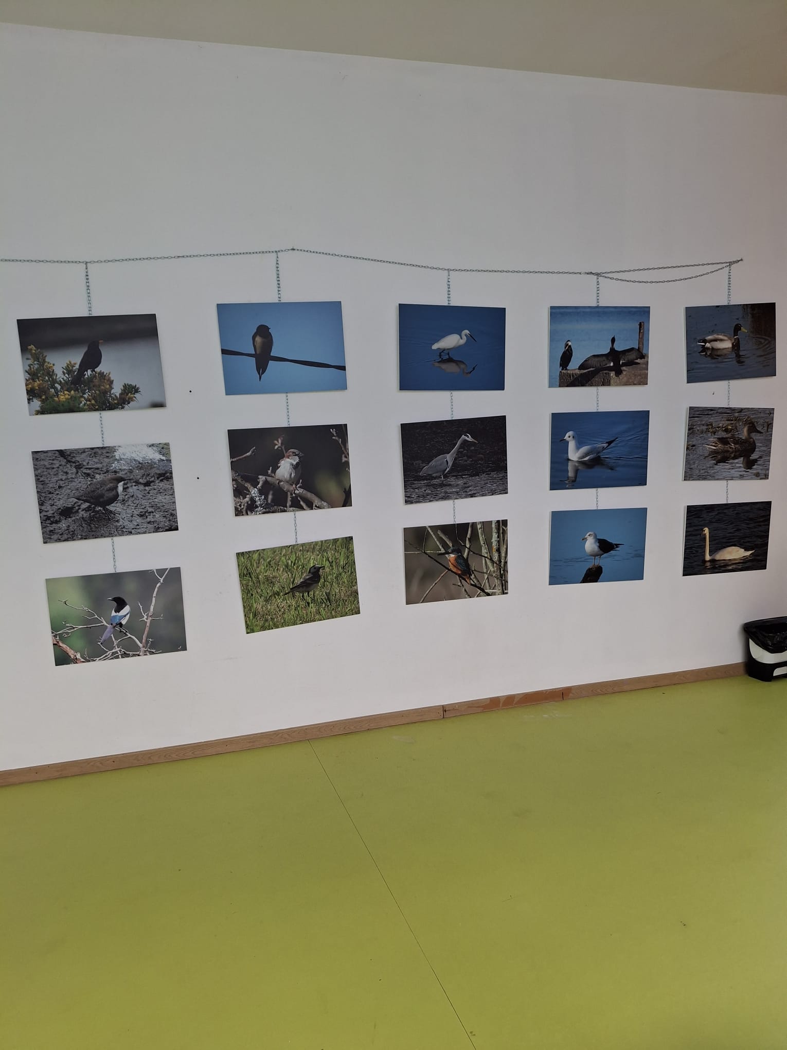 A NOSA EXPOSICIÓN DE AVES VIAXA ATA BEMANTES