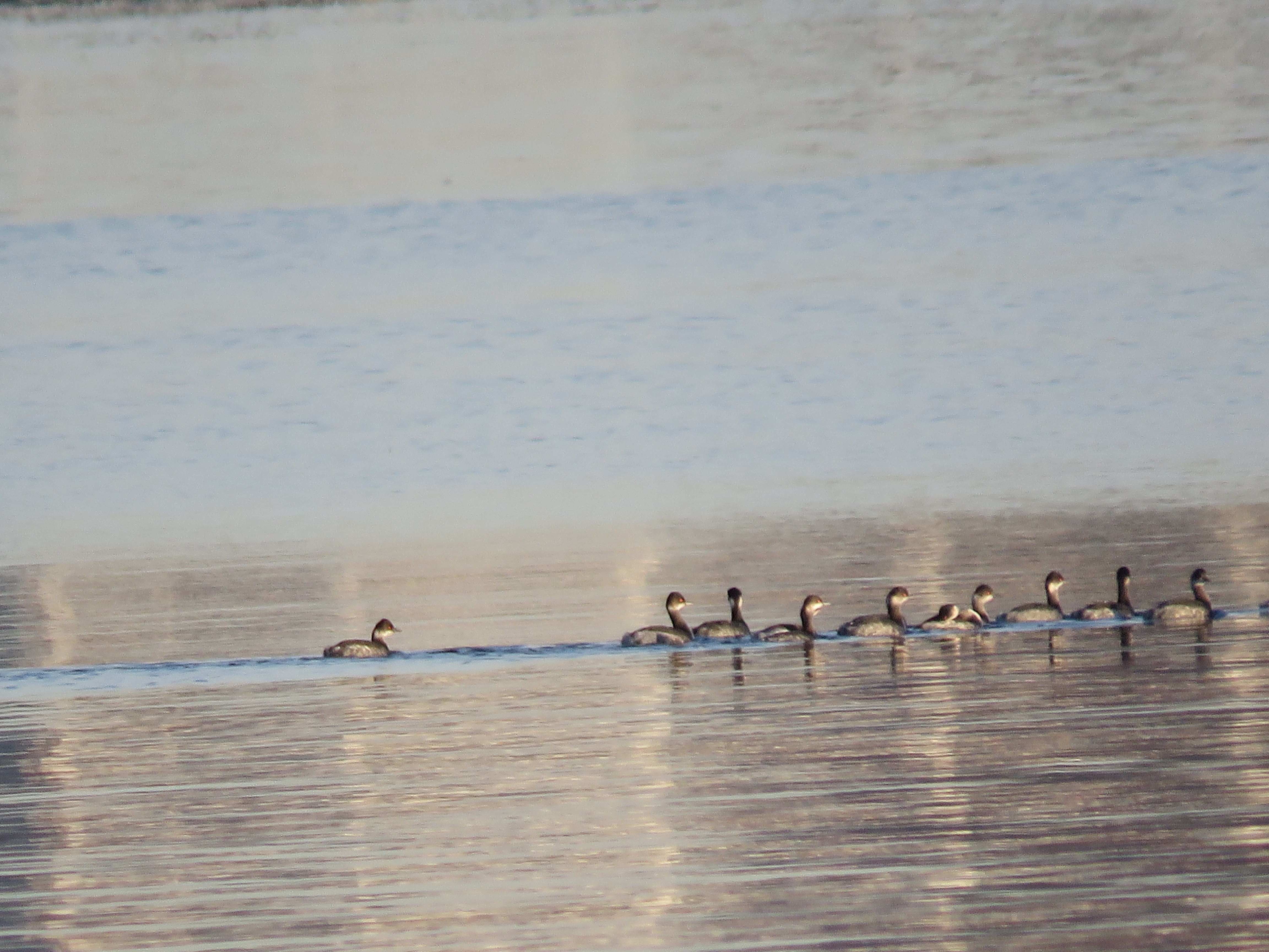 NOVA SAÍDA DA AGRUPACIÓN ANDORIÑA