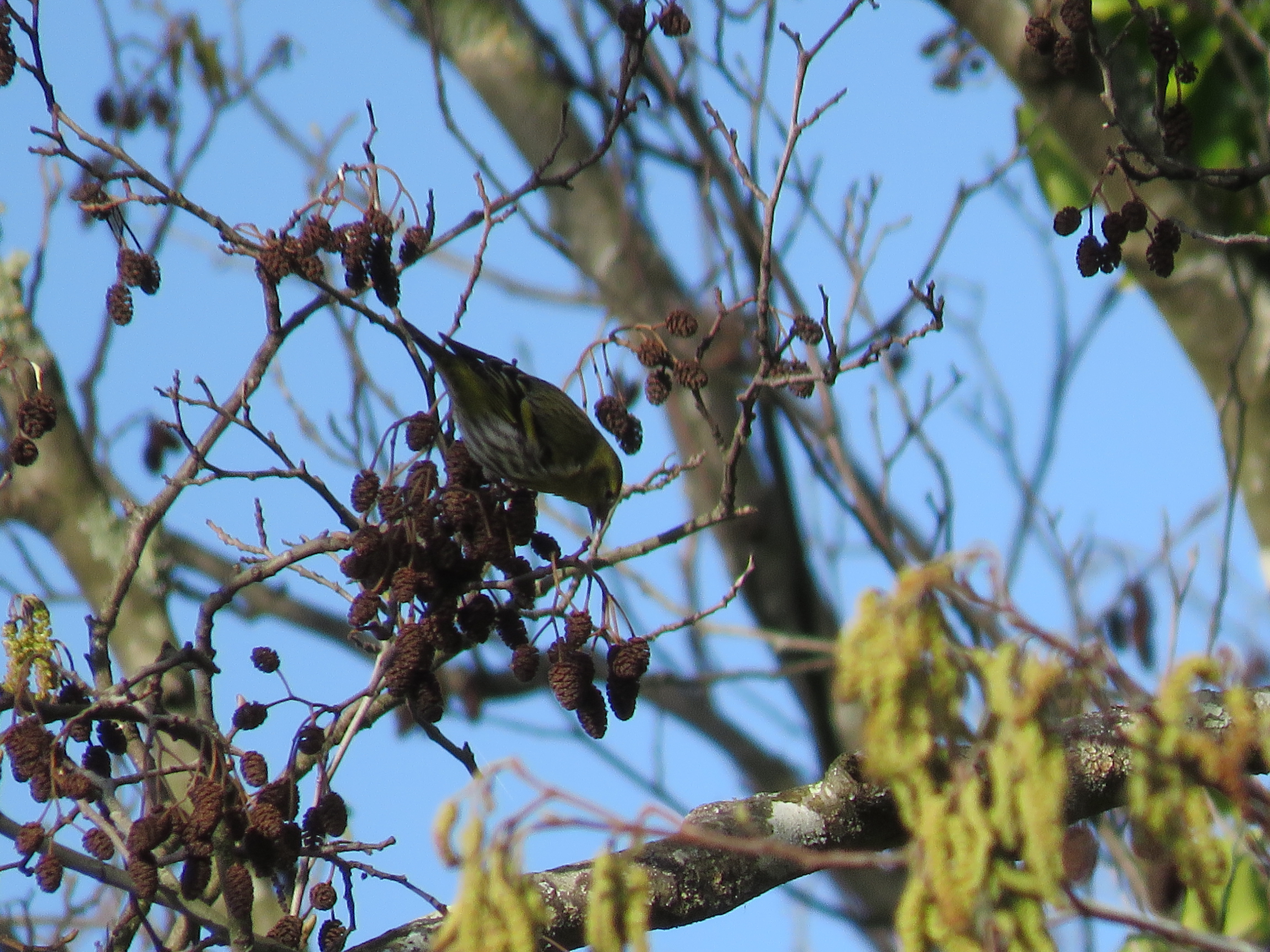 ANDORIÑA FAI UNHA NOVA SAÍDA