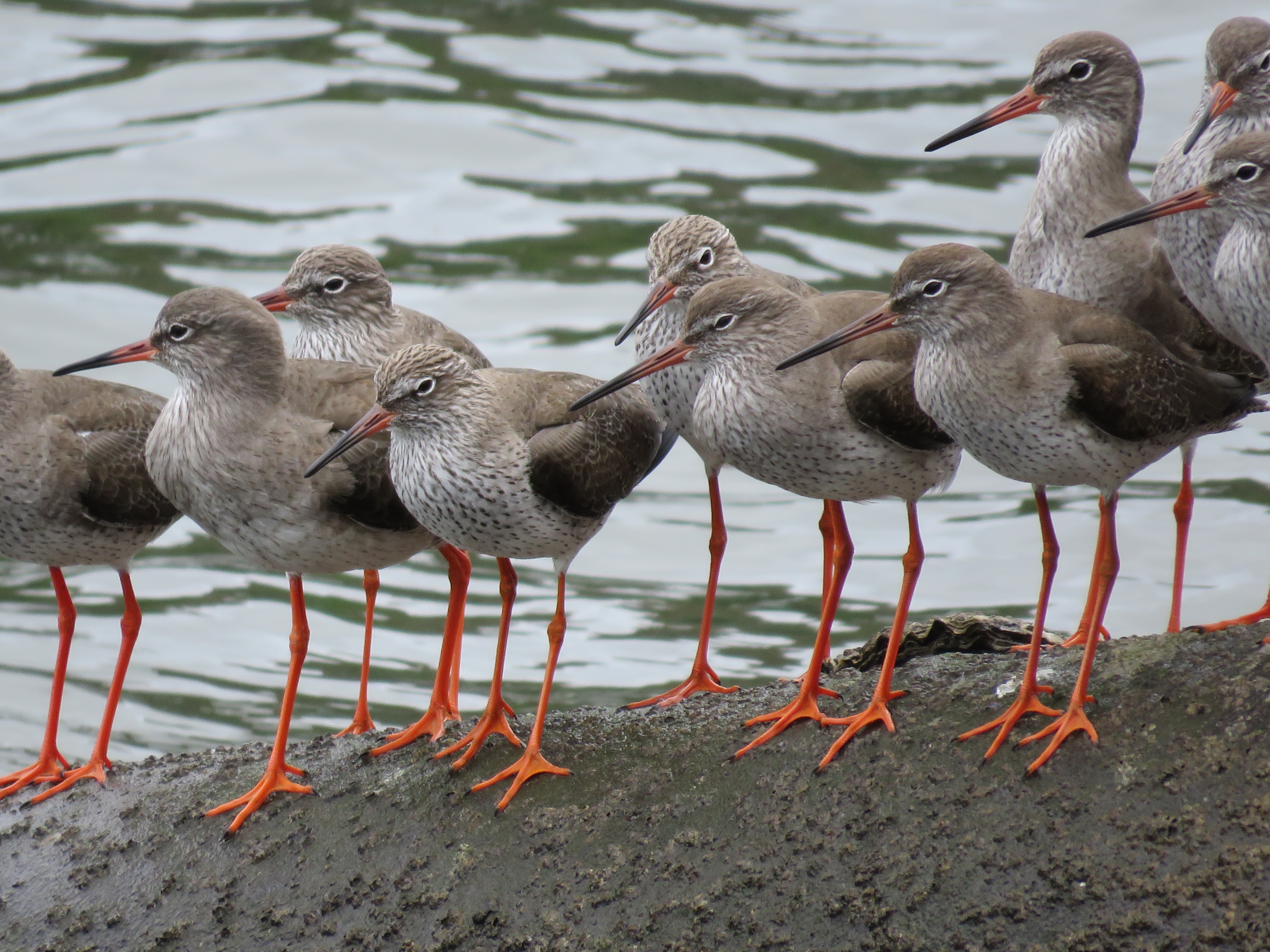 COÑECENDO A RÍA DE ORTIGUEIRA