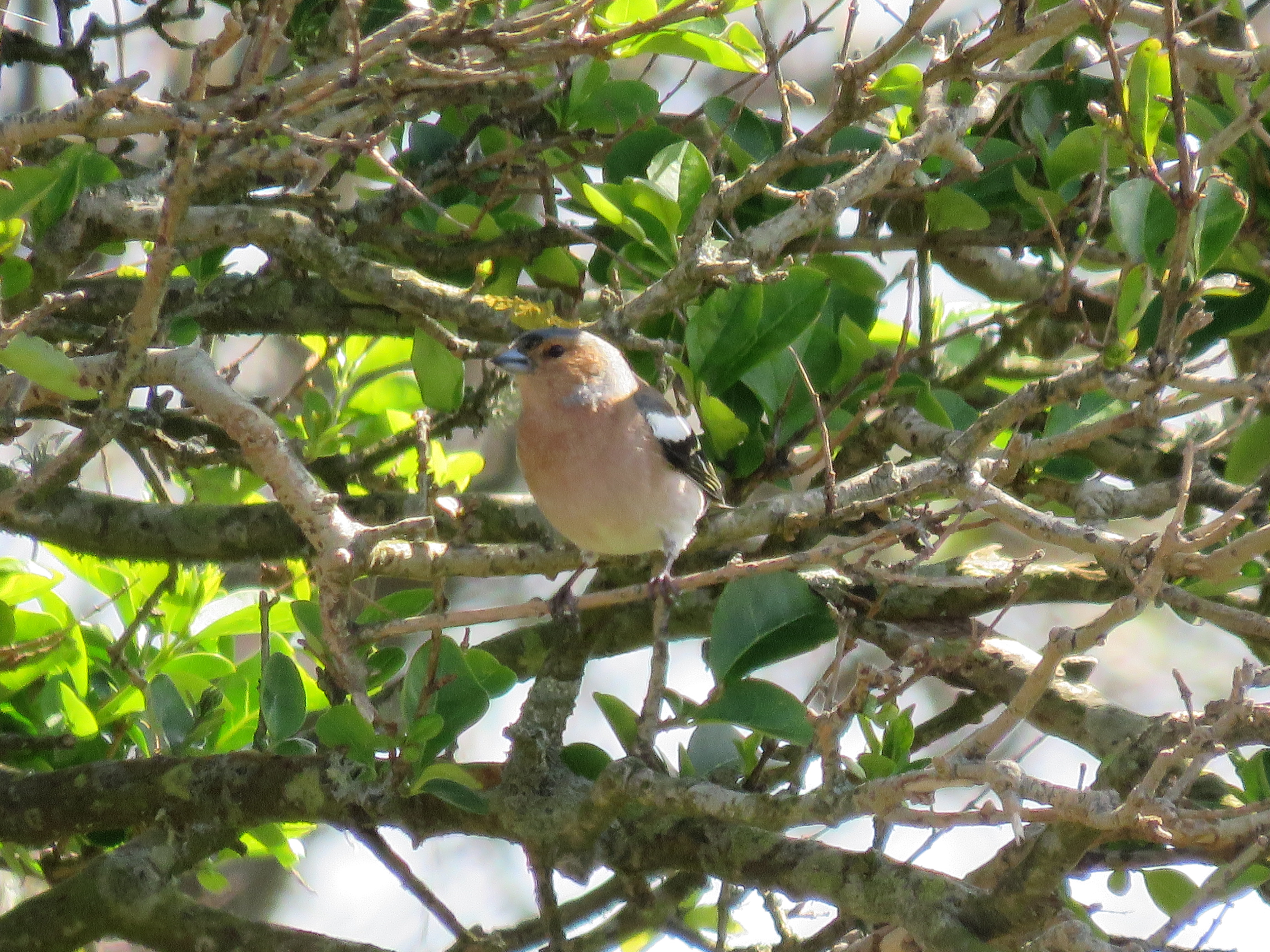 OUTRA FOTO DE PIMPÍNS