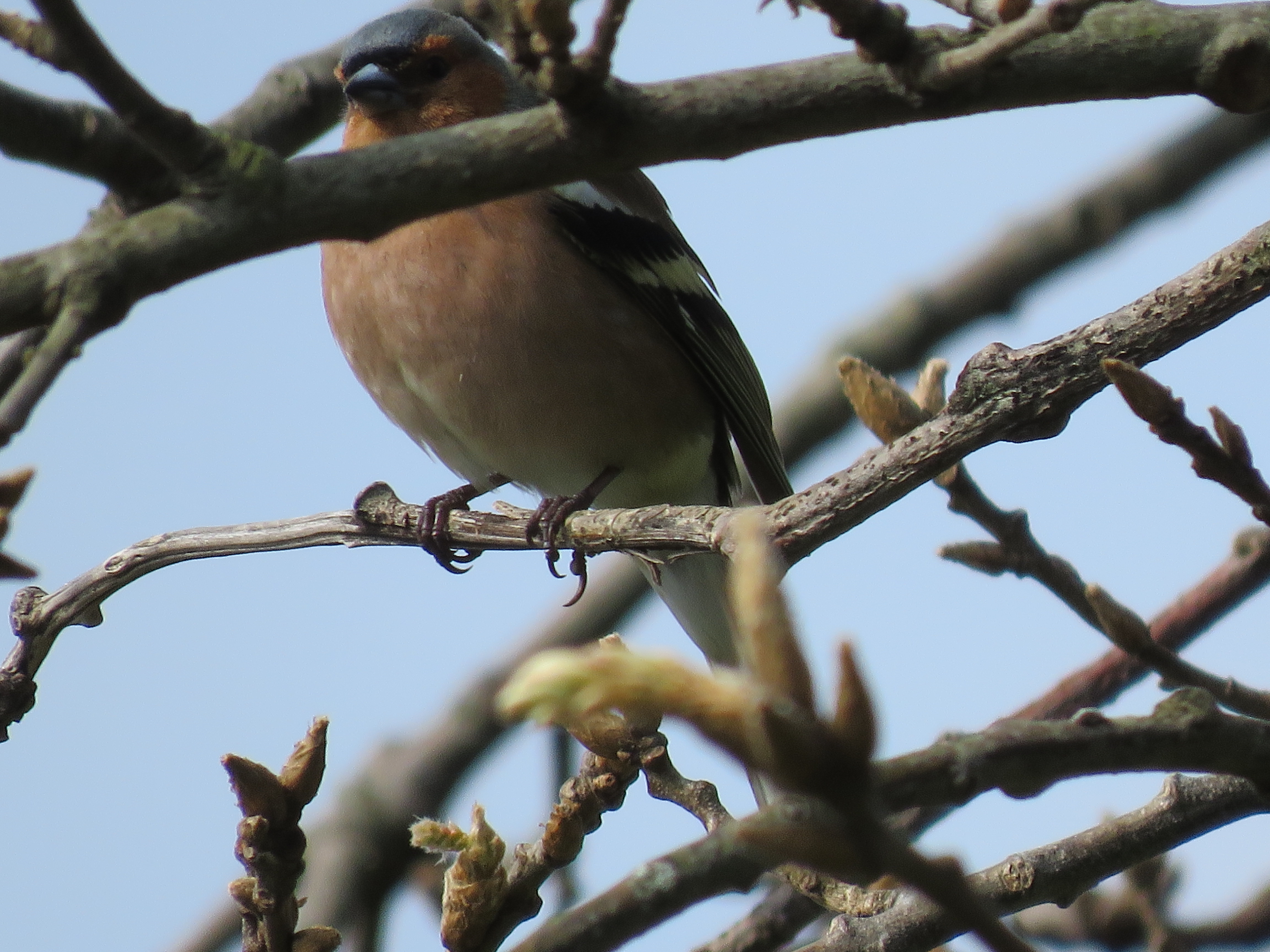 MAIS FOTOS DOS PAXARIÑOS DESTES DÍAS