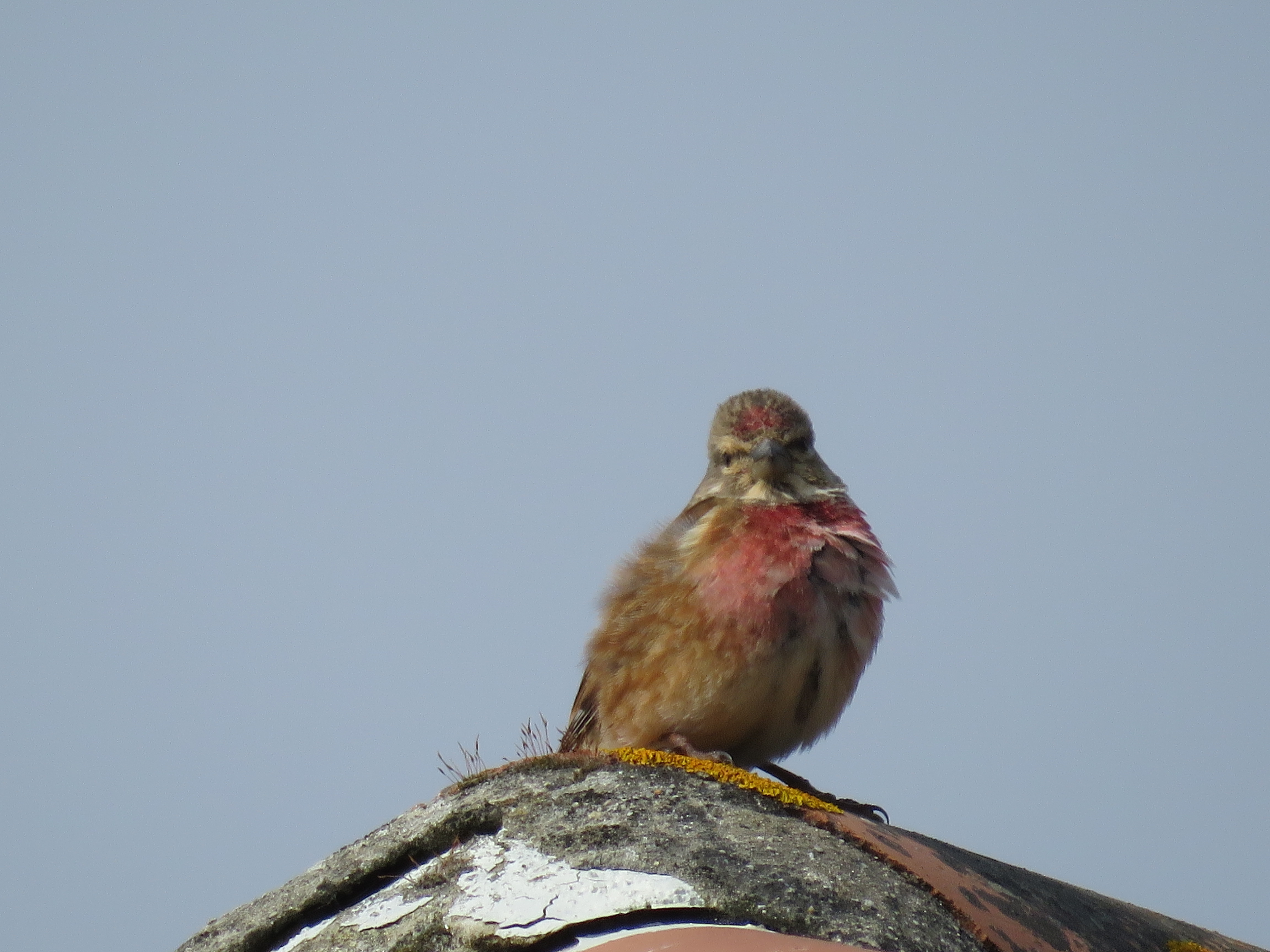 PAXARIÑOS DENDE A NOSA FIESTRA