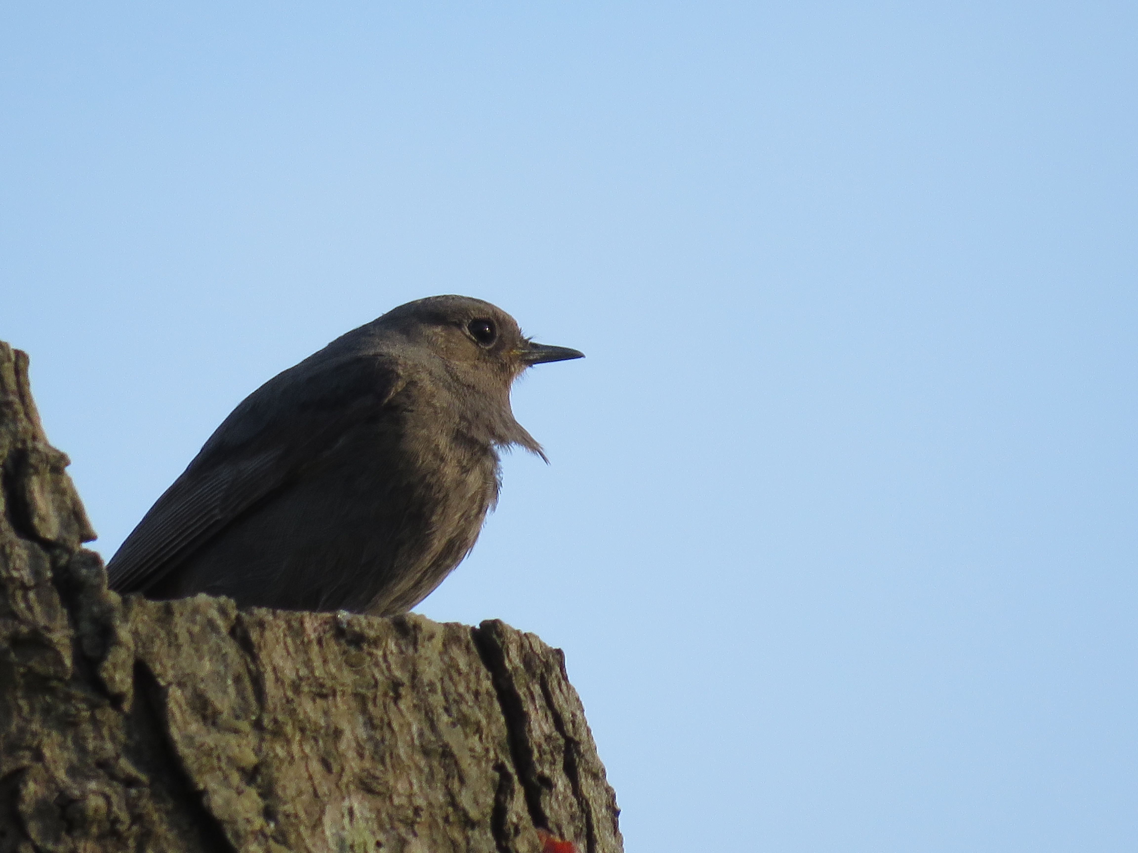 PAXAROS DENDE AS NOSAS FIESTRAS