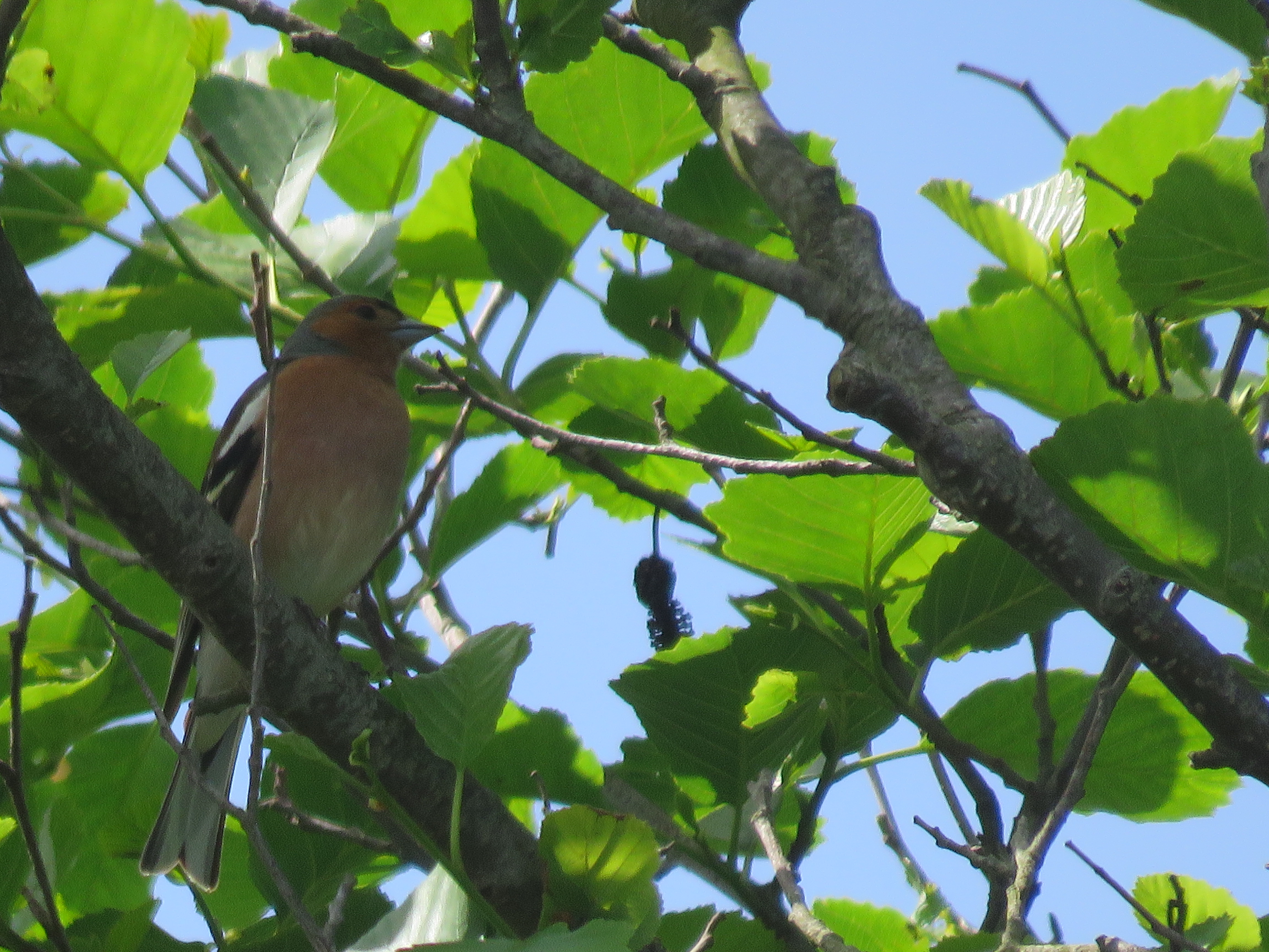 UN ÚLTIMO PAXARO DO PASEO DE HOXE