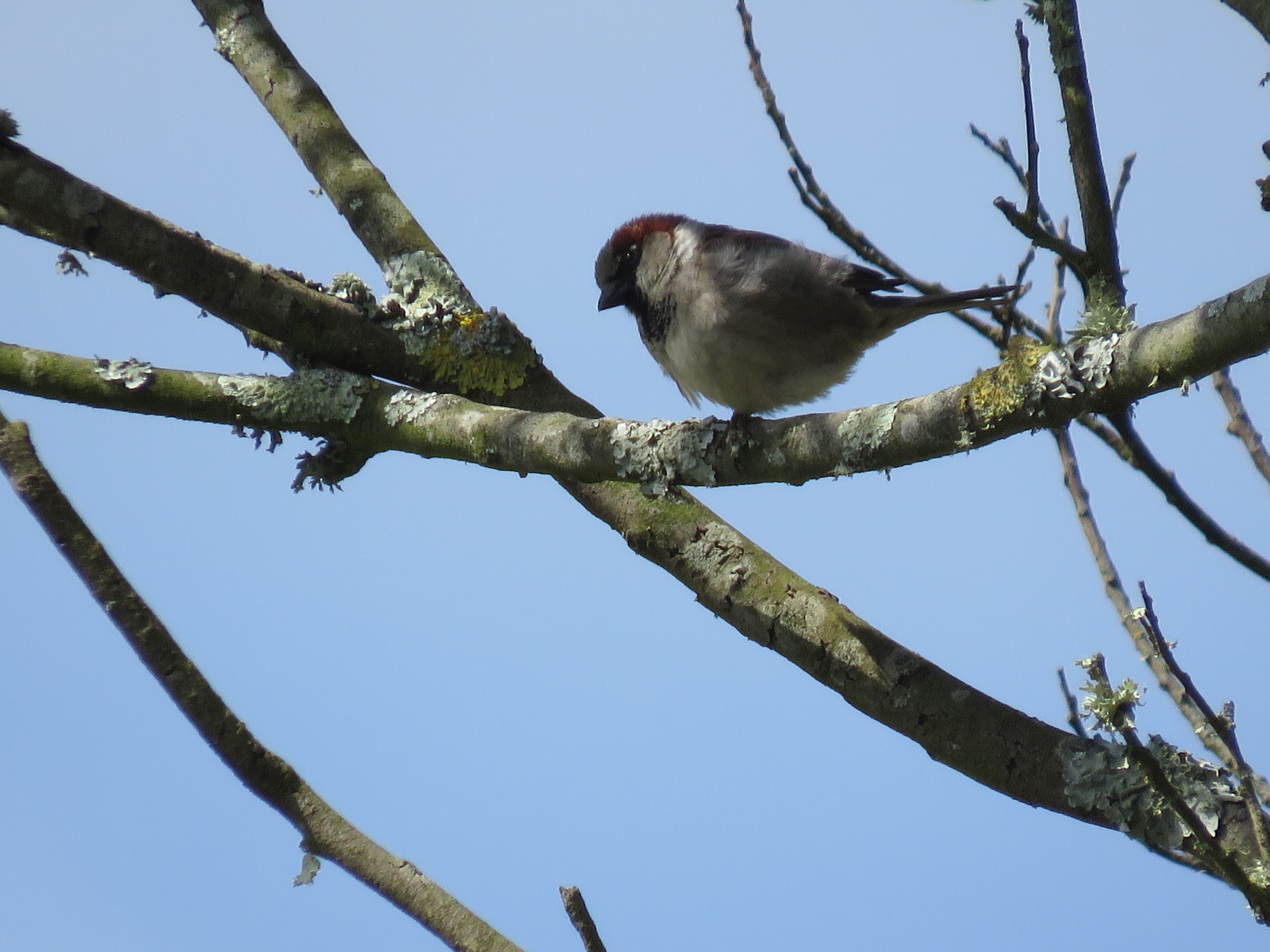 MÁIS PAXAROS DAS NOSAS ANDAINAS