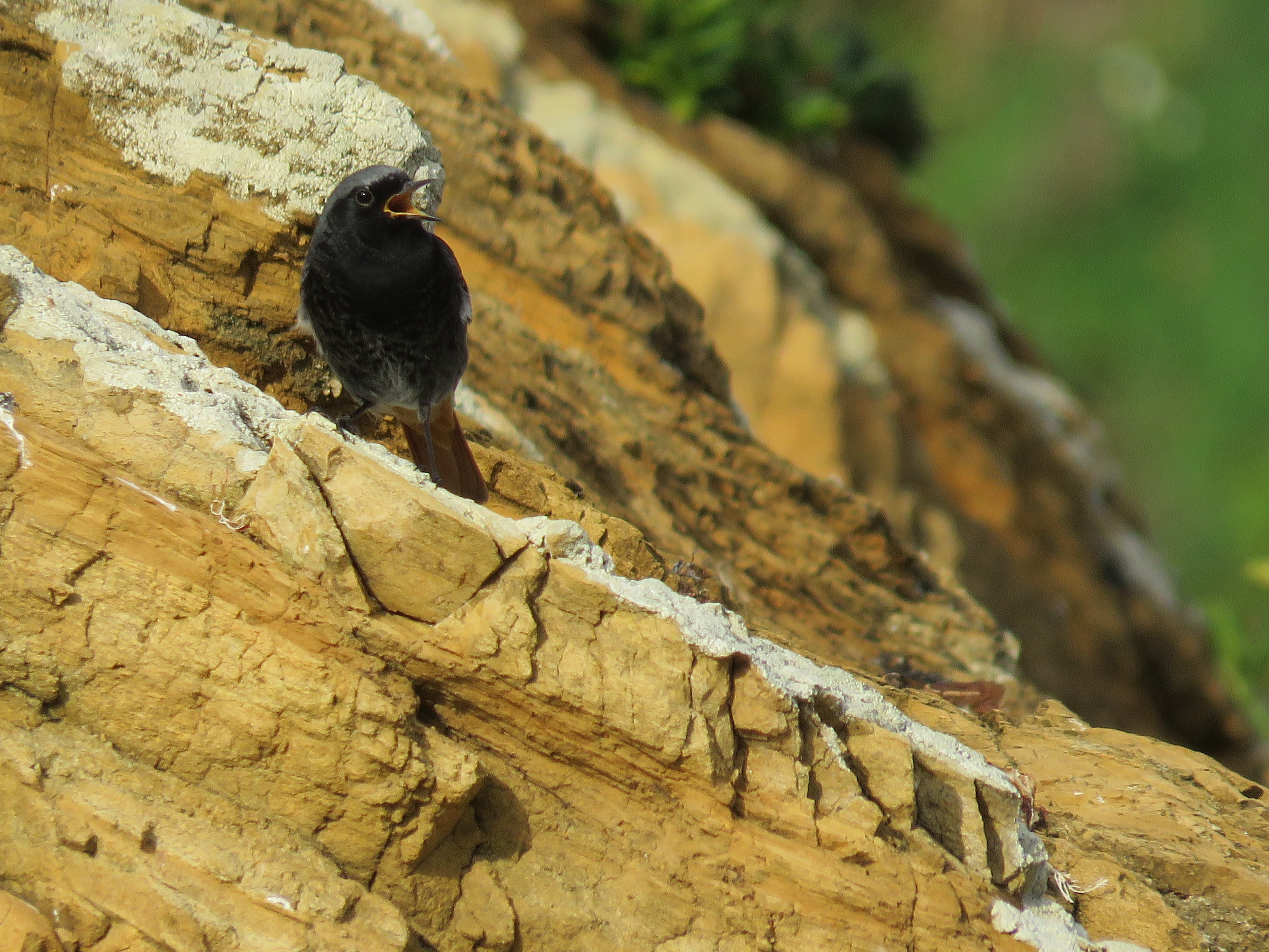 PAXAREANDO POLA COSTA