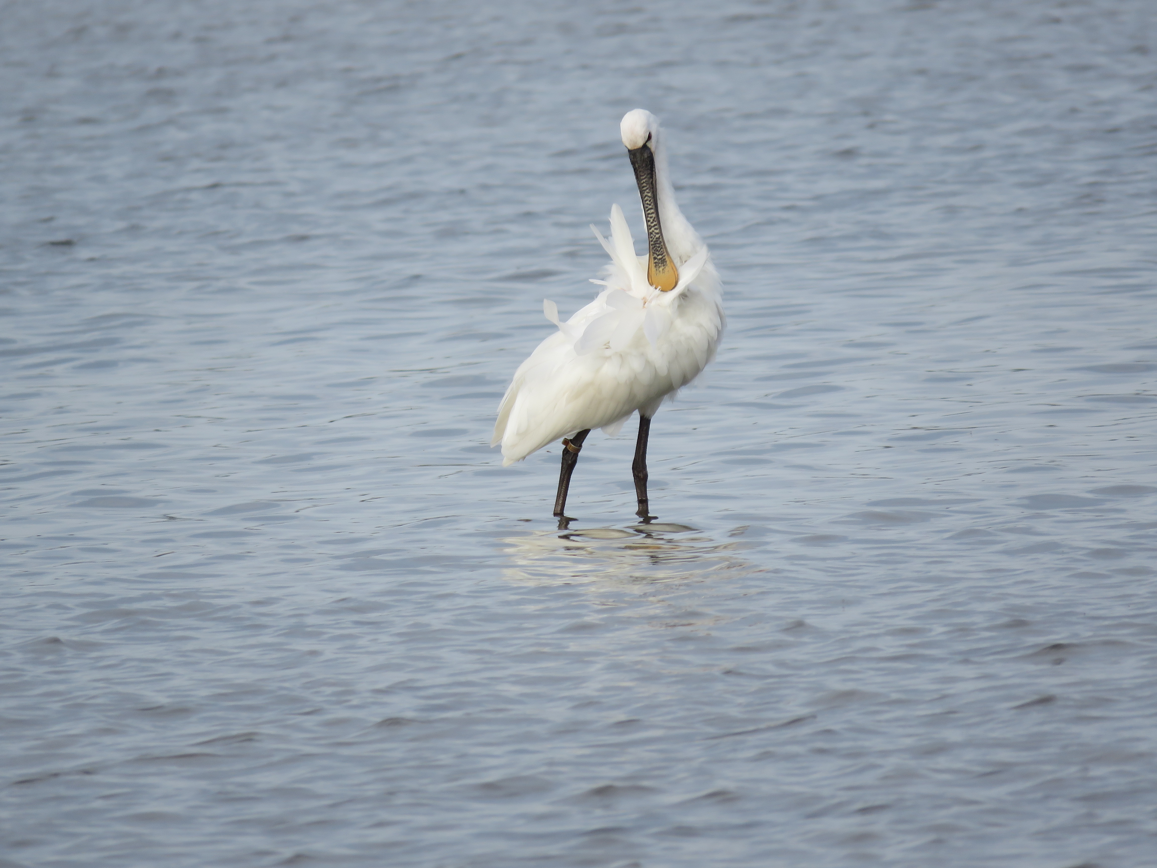 PAXAREANDO POLA LAGOA DE VALDOVIÑO, O SEIXO E O RÍO XUBIA