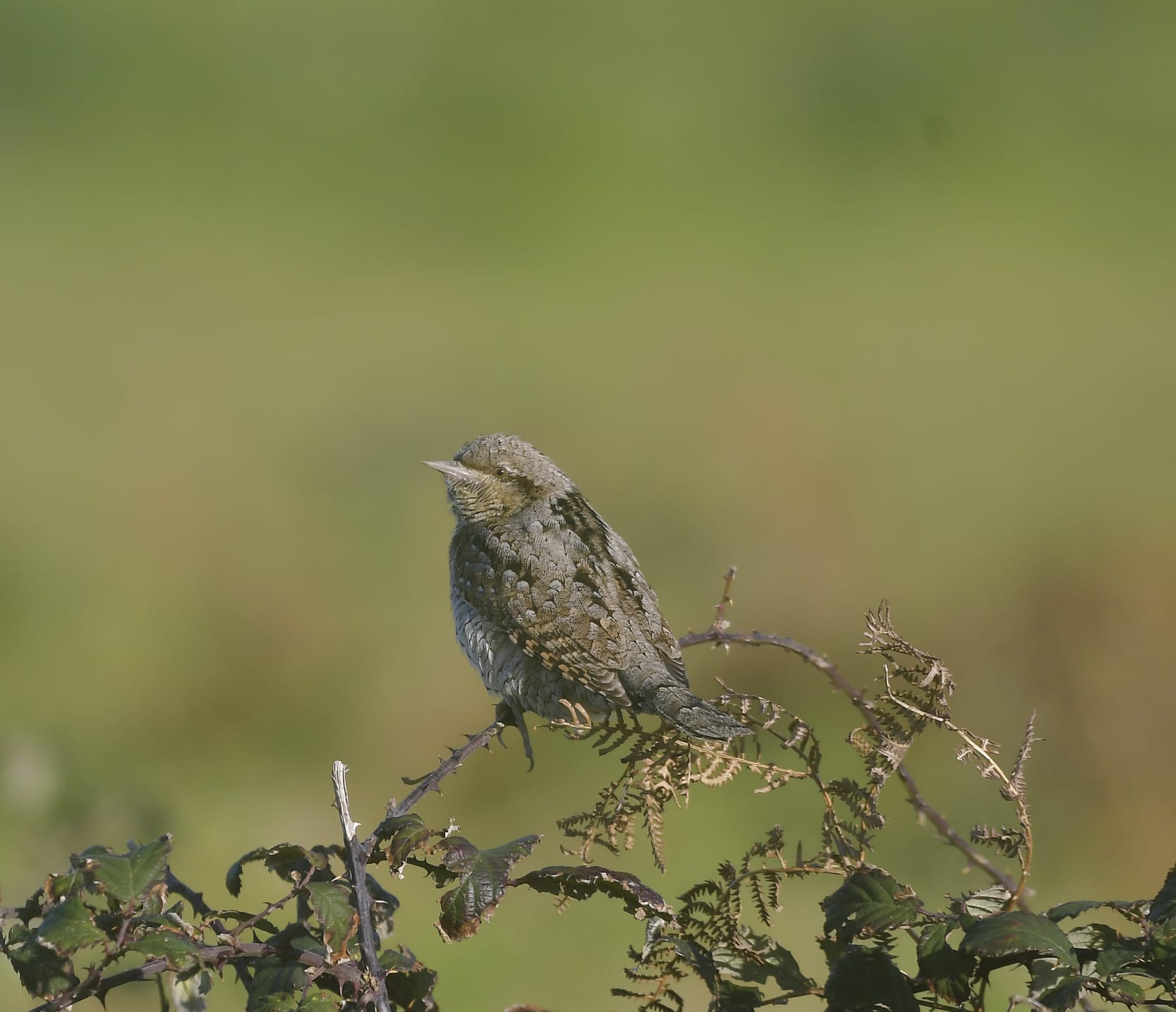 PAXAREANDO POLA SEMANA SANTA